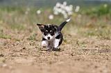 CORGI PEMBROKE 413